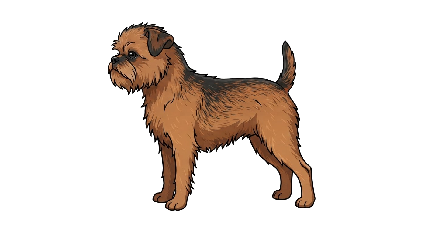 Illustration of a Belge (black and red mix) coat