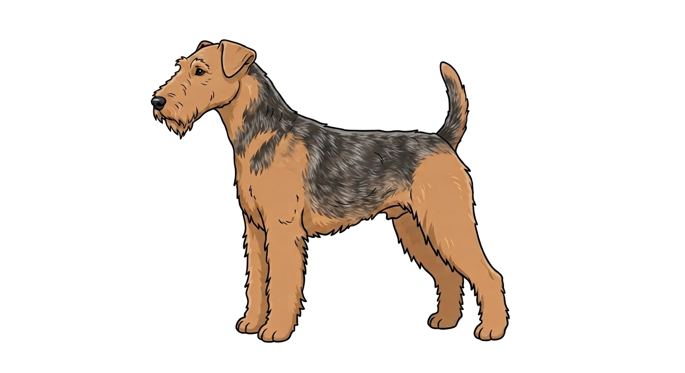 Illustration of a Grizzle and tan coat
