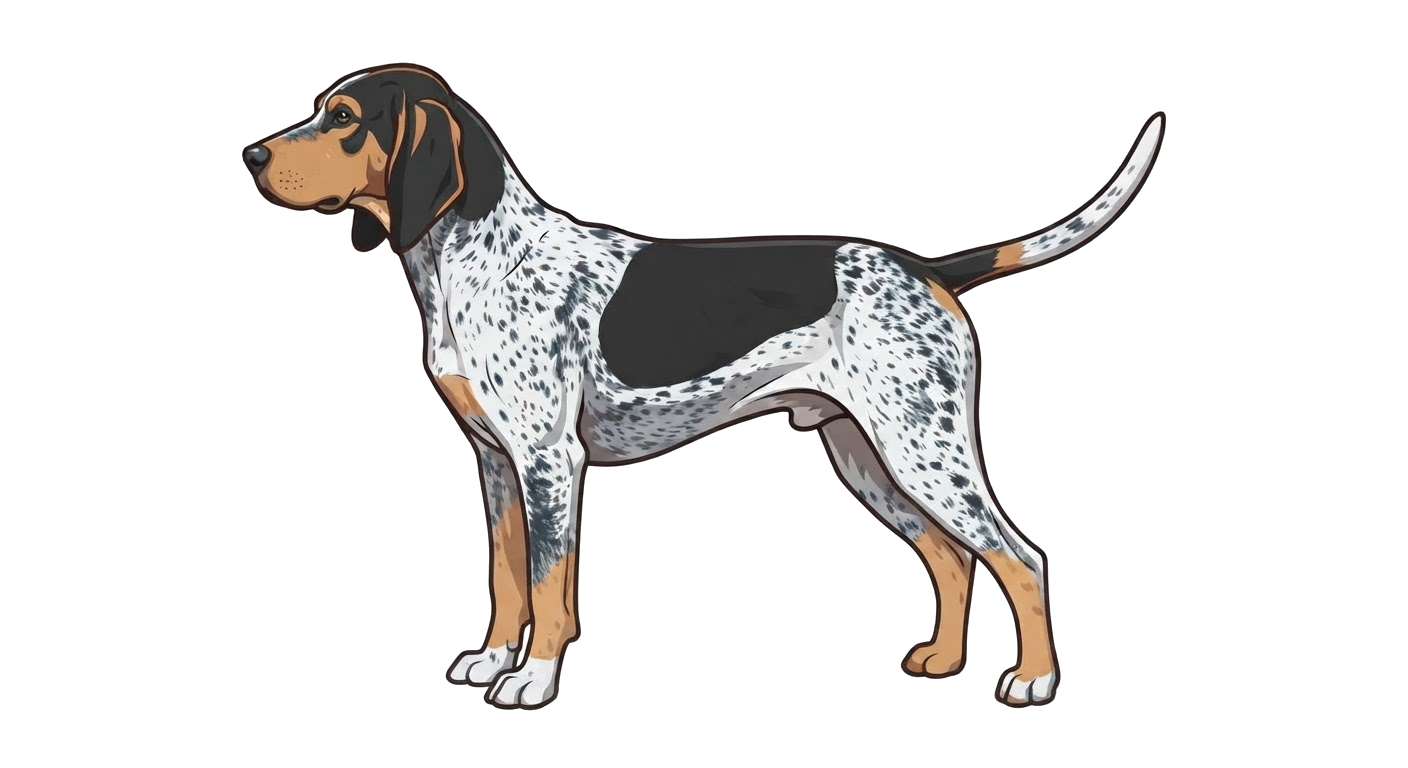 Illustration of a Bluetick coat