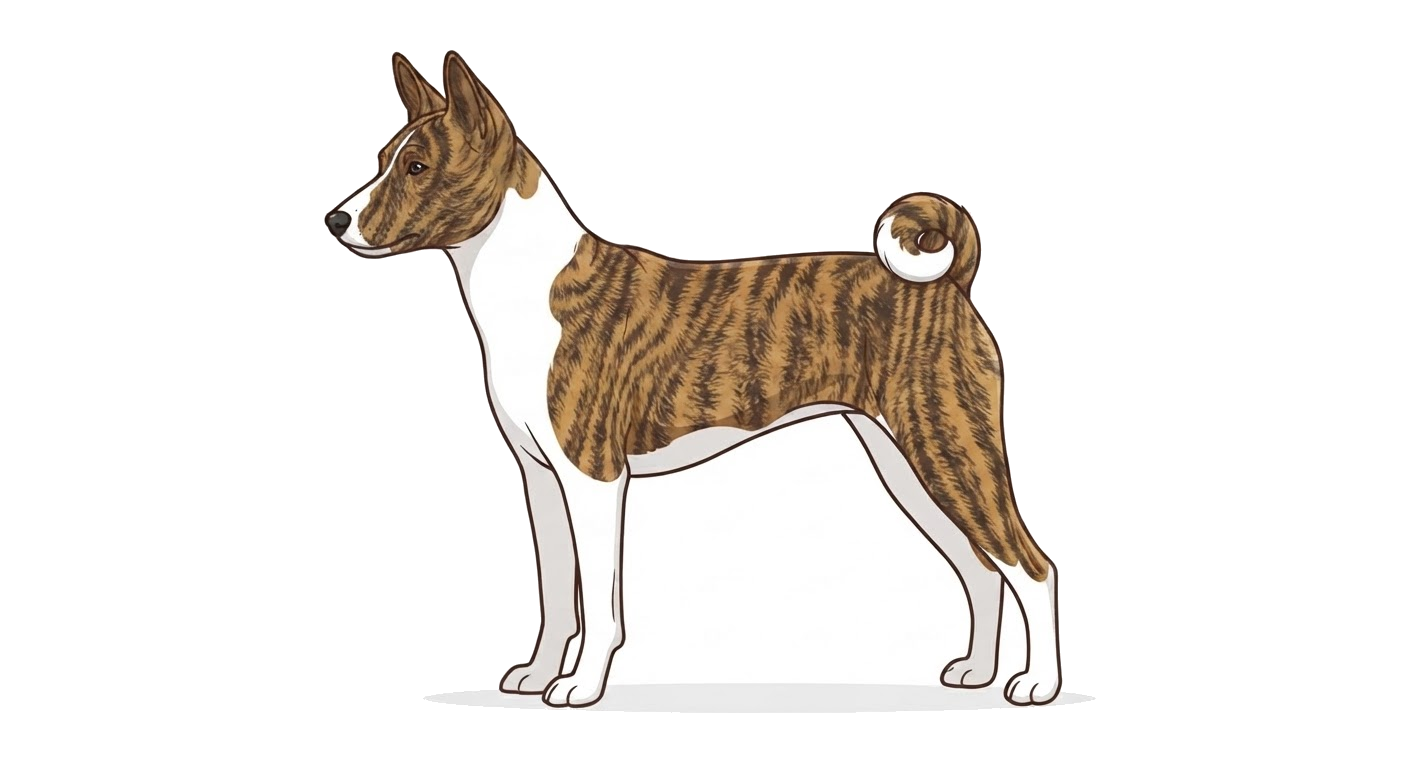 Illustration of a Brindle coat
