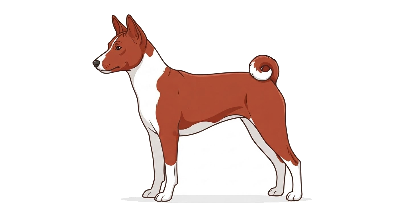 Illustration of a Red and White coat