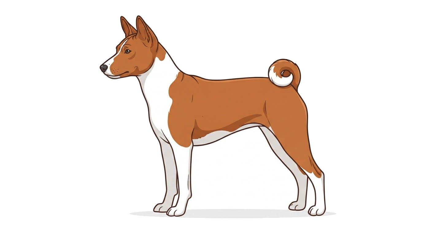 Side profile illustration of a Basenji showing the points of the breed standard