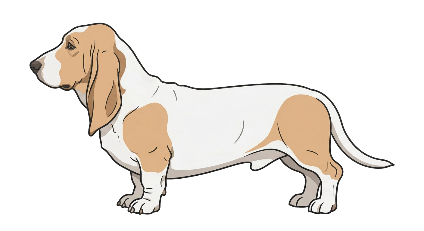 Illustration of a Bicolour (Fawn & White) coat
