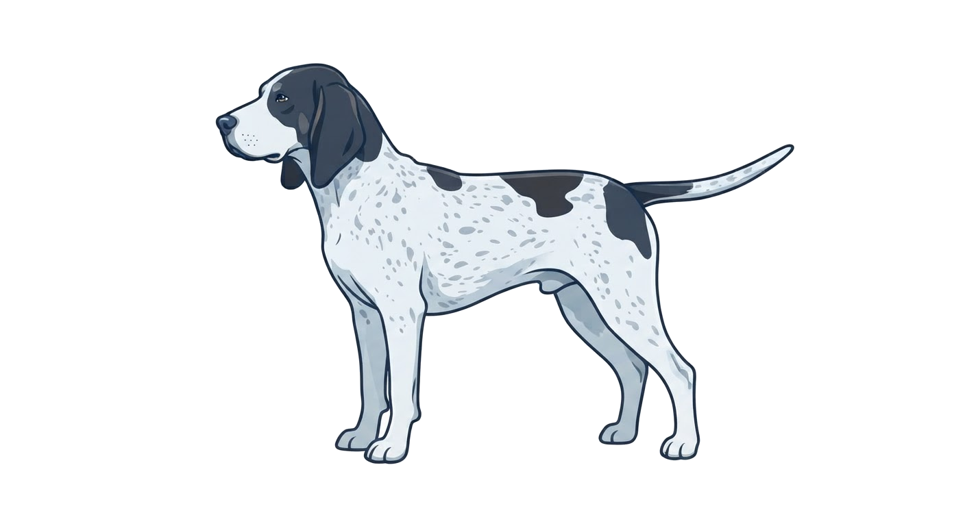 Illustration of a Blue & White coat