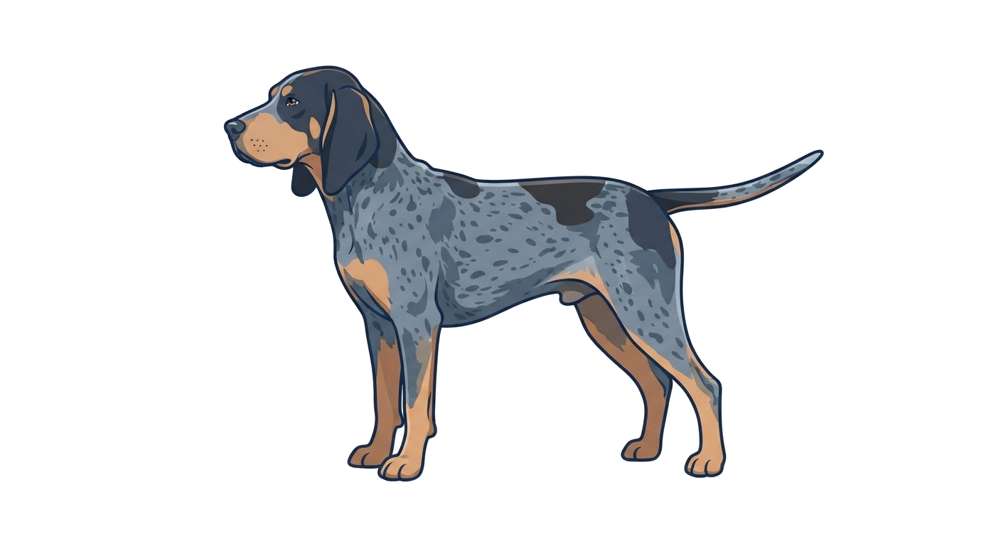 Side profile illustration of a Bluetick Coonhound showing the points of the breed standard