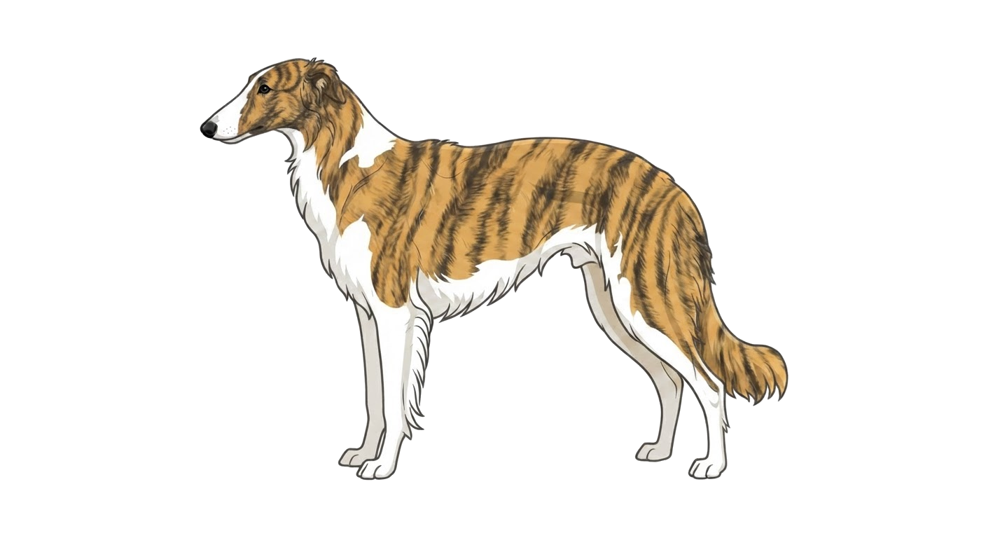 Illustration of a Brindle coat