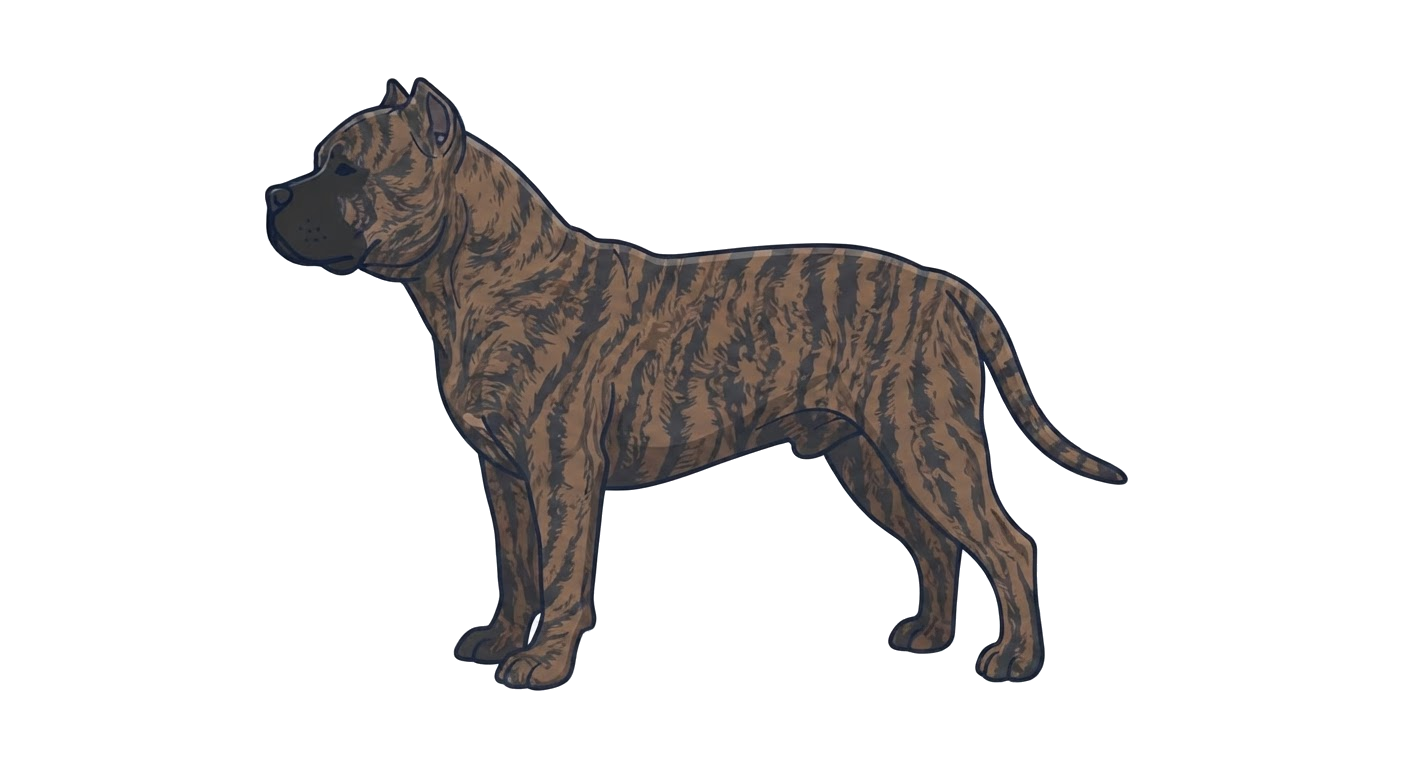 Illustration of a Brindle coat