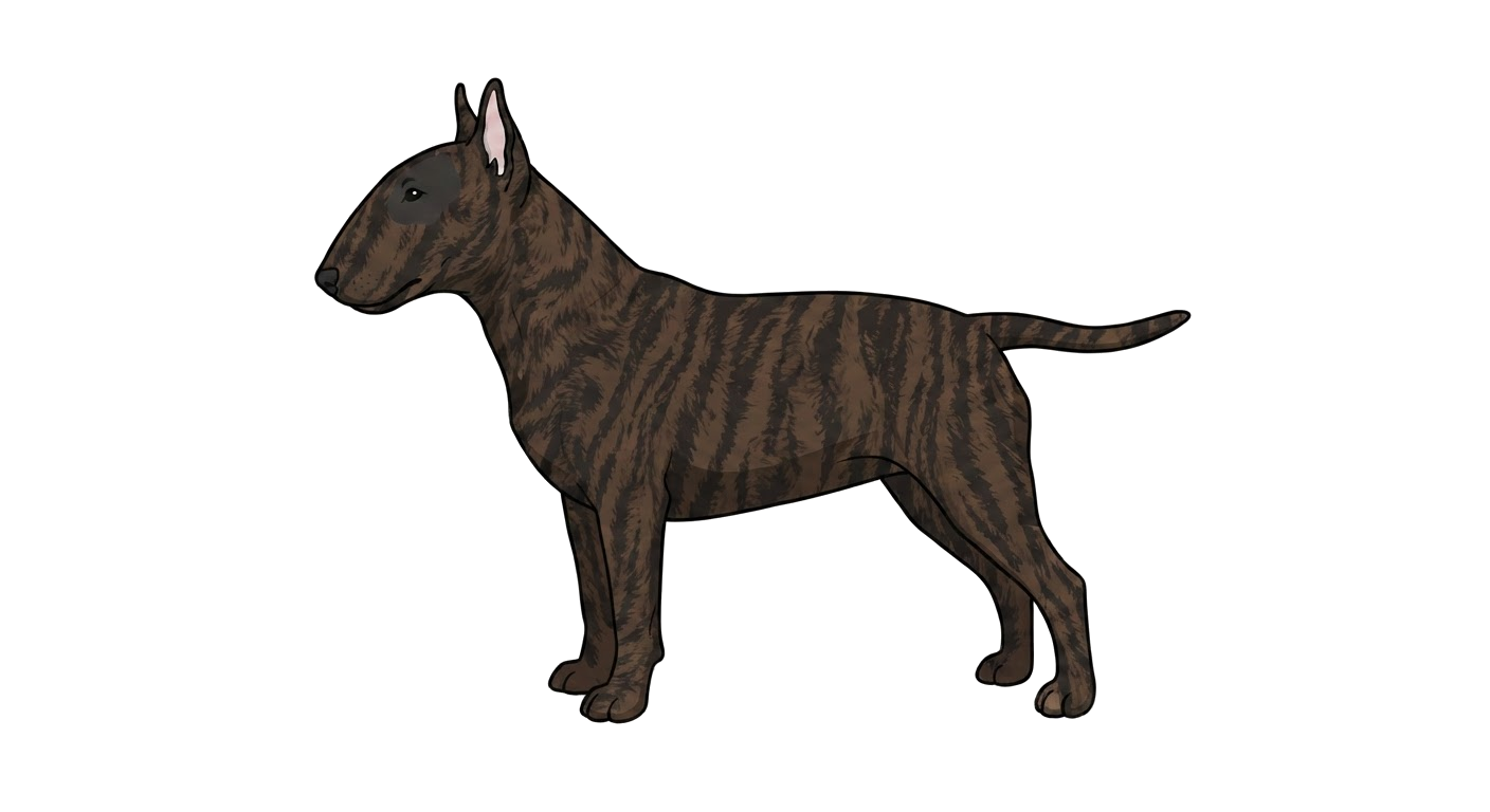 Illustration of a Black brindle coat