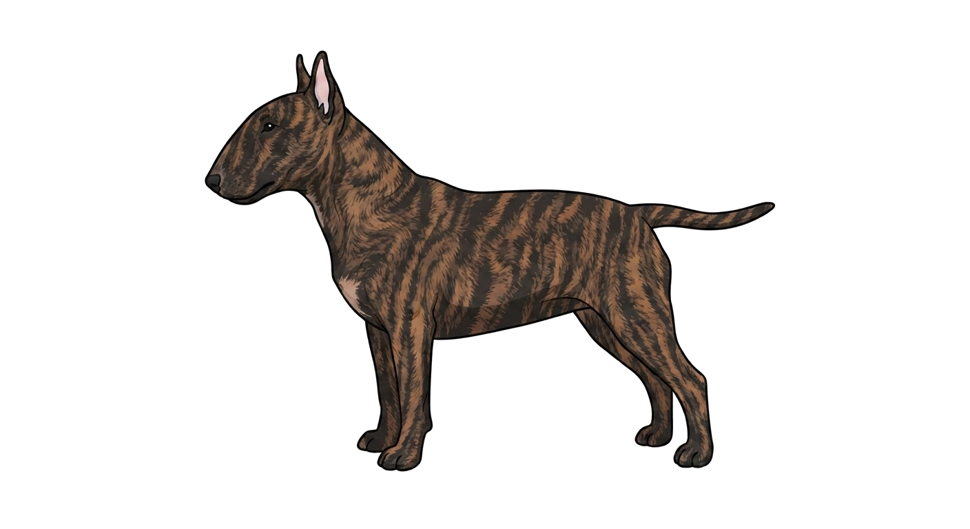Illustration of a Brindle coat