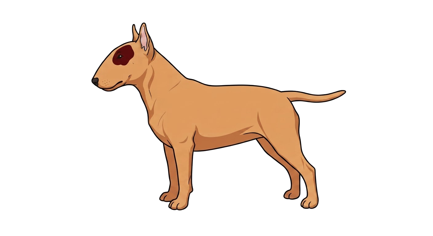 Illustration of a Red coat