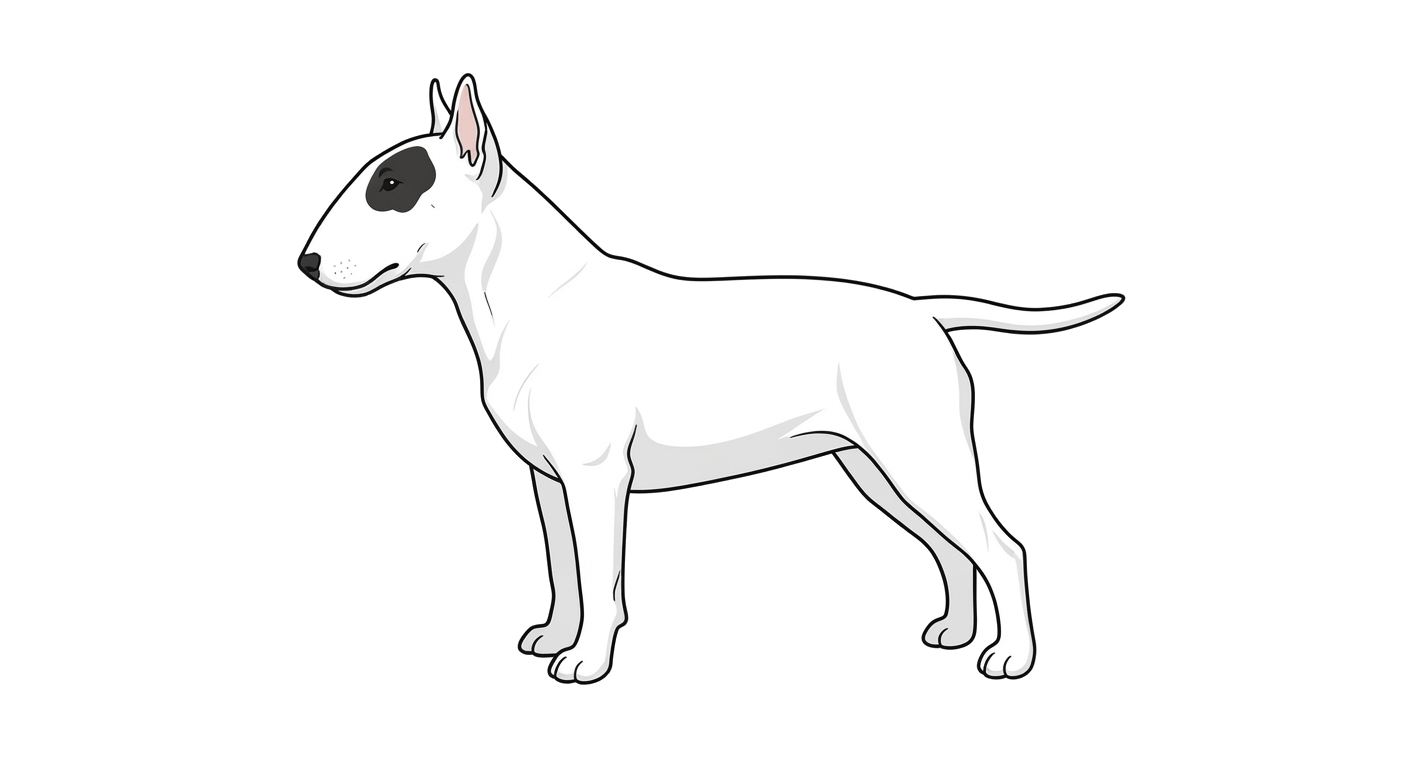 Side profile illustration of a Bull Terrier showing the points of the breed standard