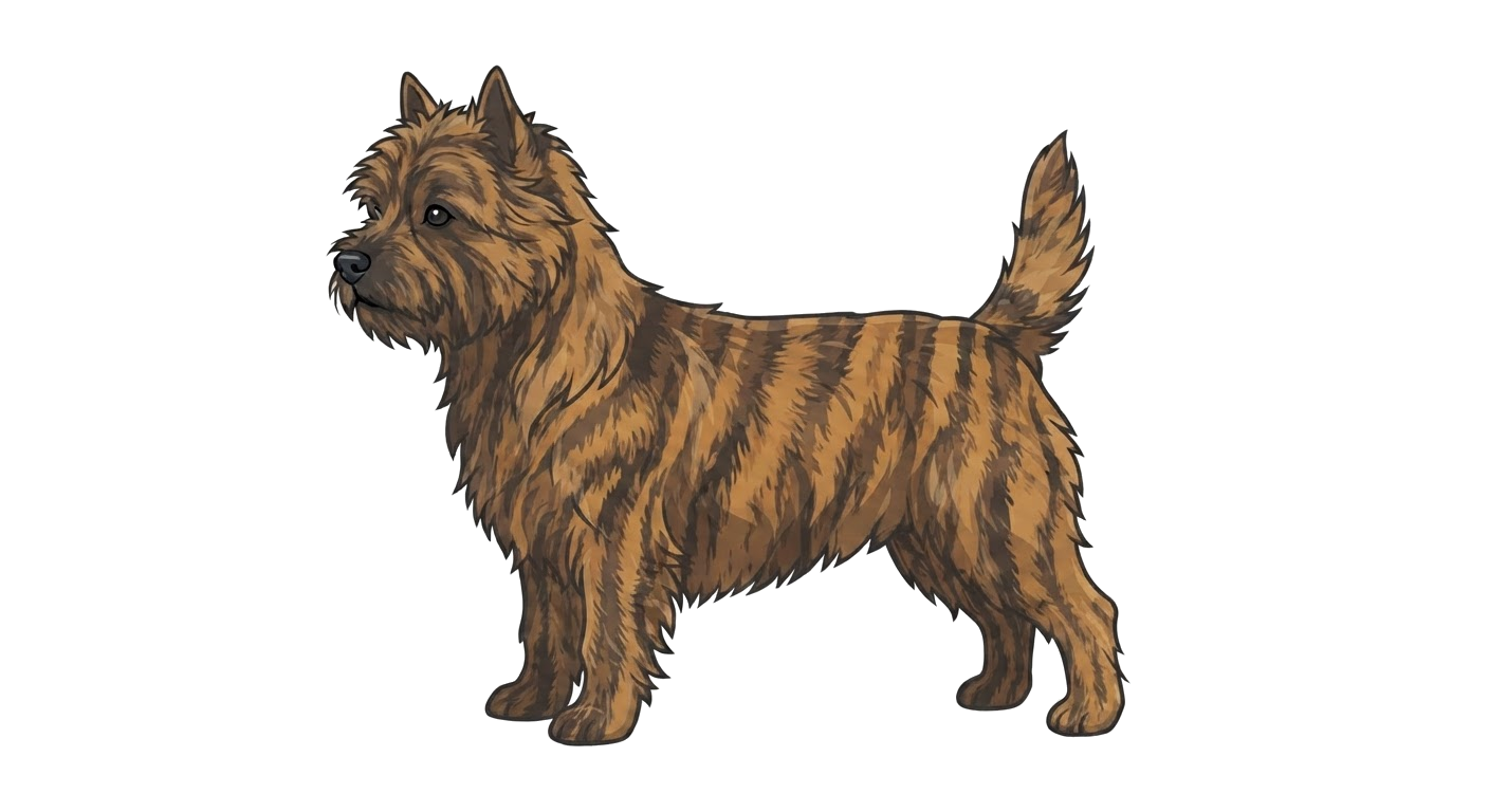 Illustration of a Brindle coat