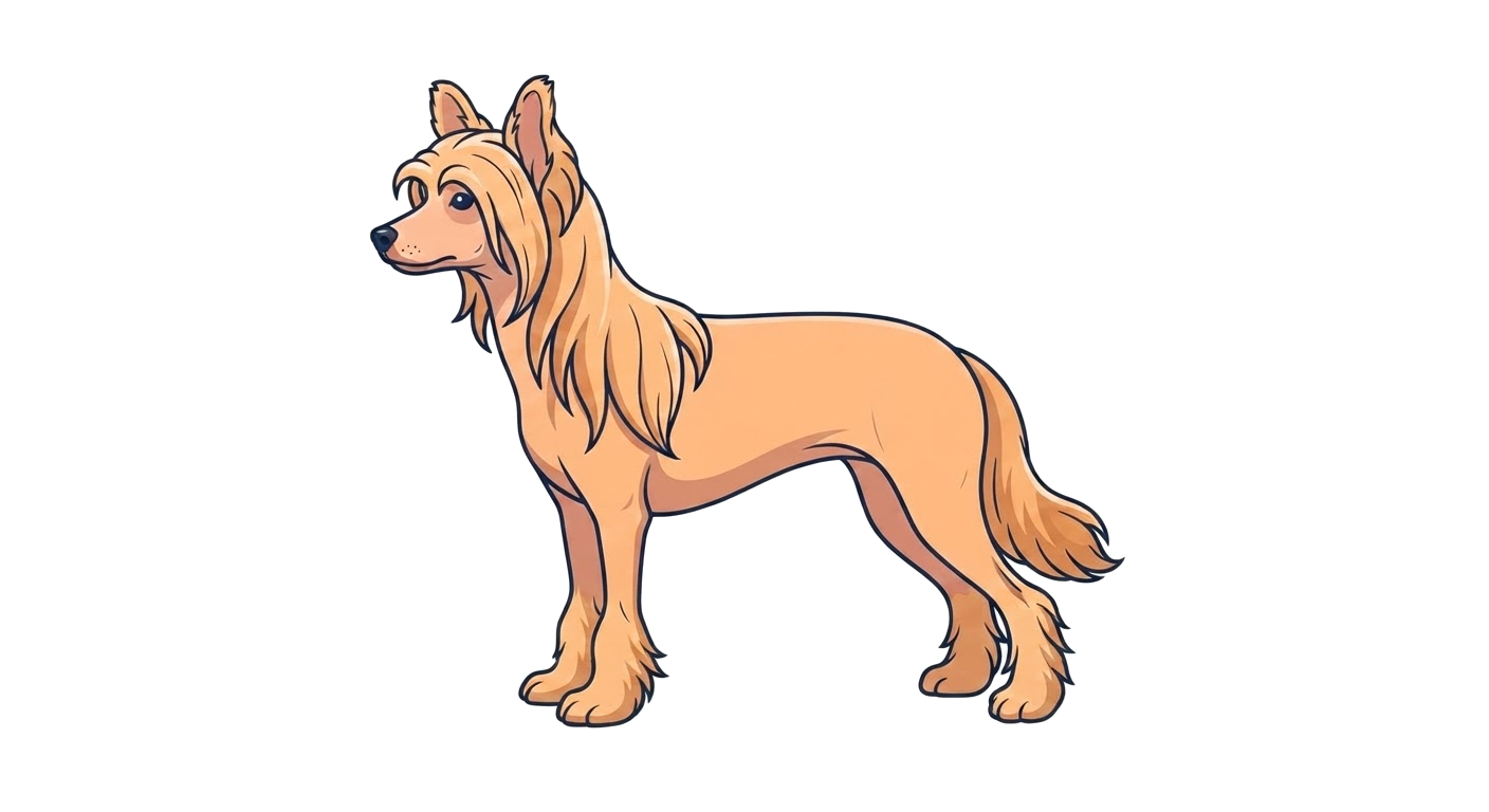 Illustration of a Apricot (Powderpuff) coat