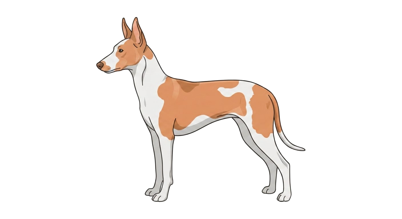 Illustration of a White and tan coat