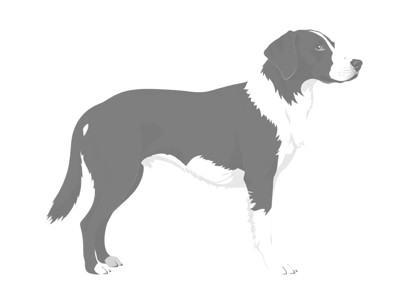 Faded illustration of the extinct St John's water dog