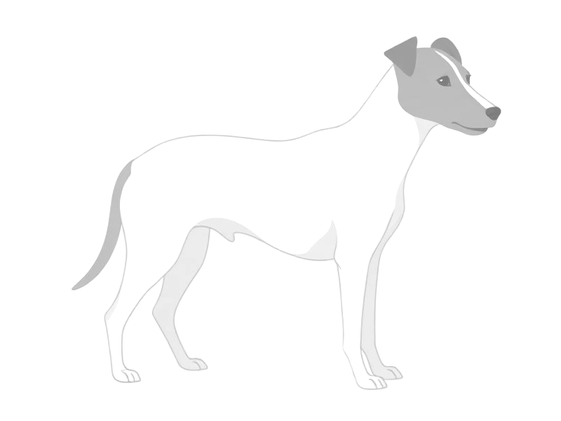 Faded illustration of the extinct Turnspit Dog