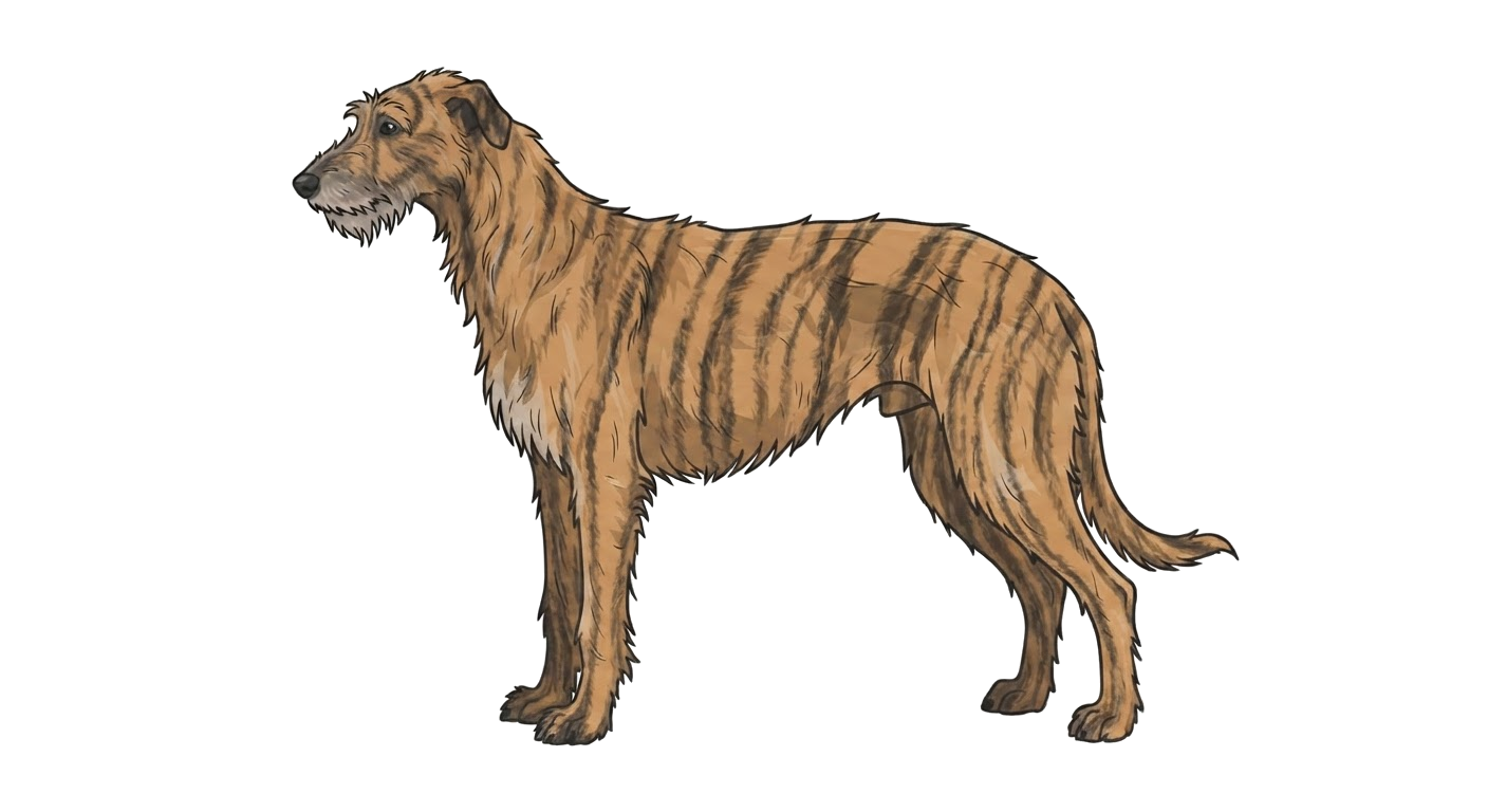 Illustration of a Brindle coat
