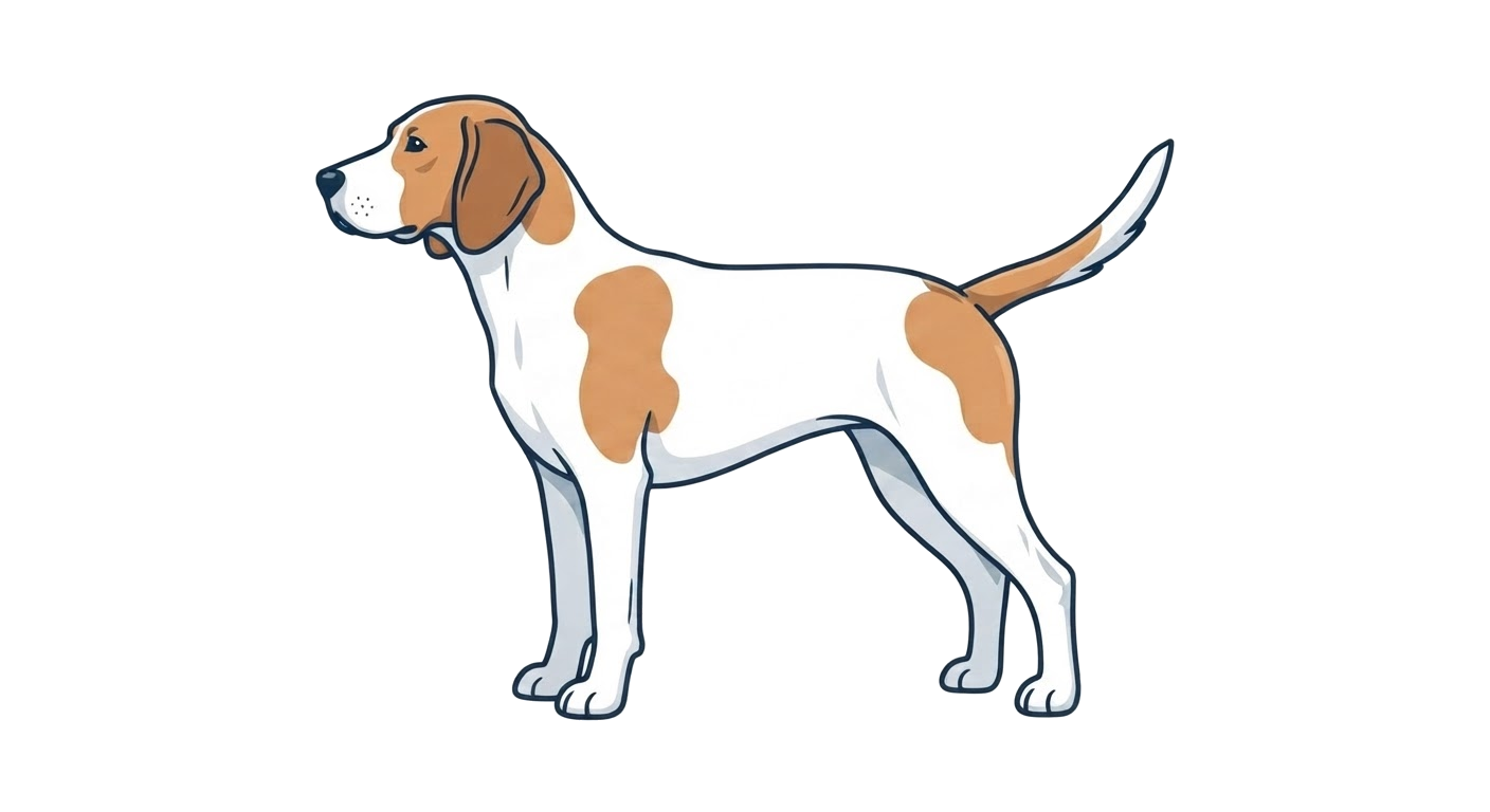 Illustration of a White and tan coat