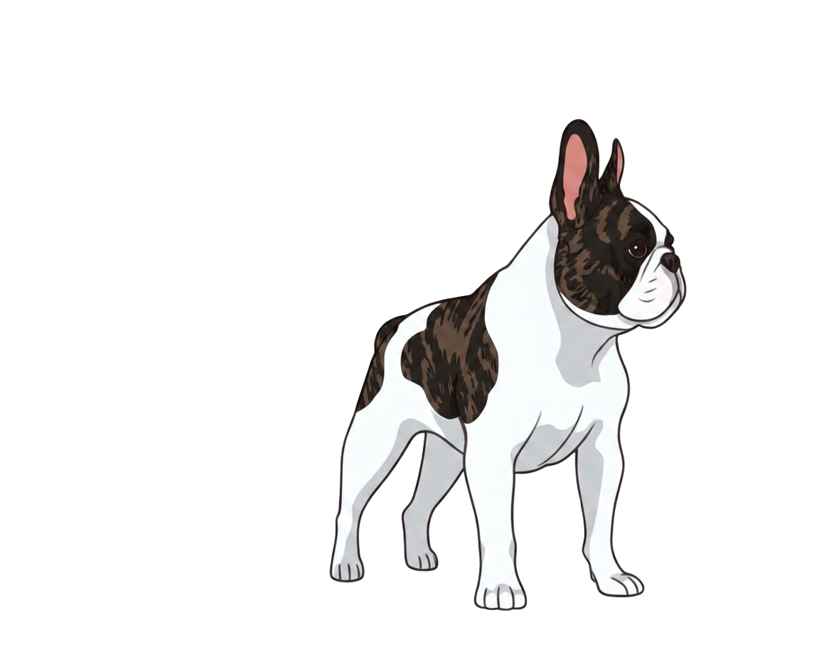 Illustration of a Pied coat
