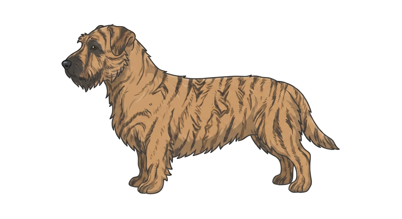 Illustration of a Brindle coat