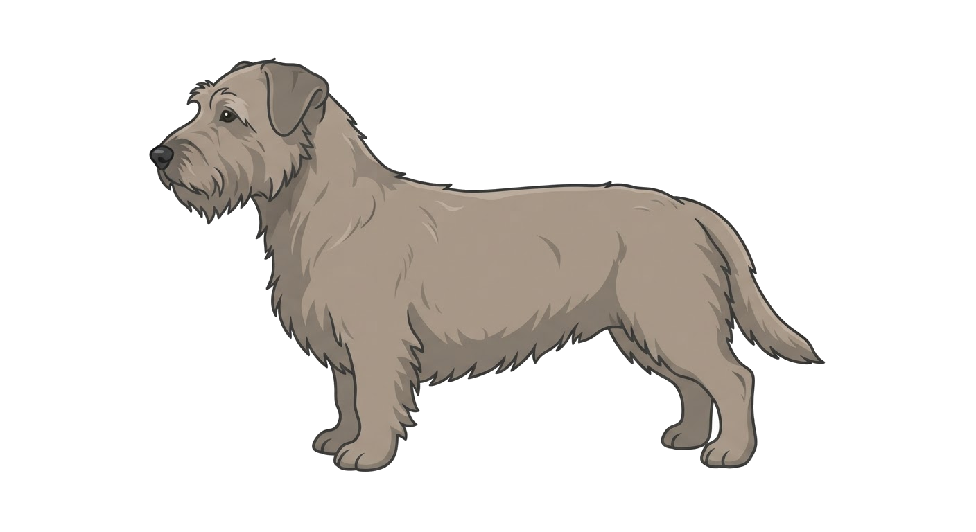Side profile illustration of a Glen of Imaal Terrier showing the points of the breed standard