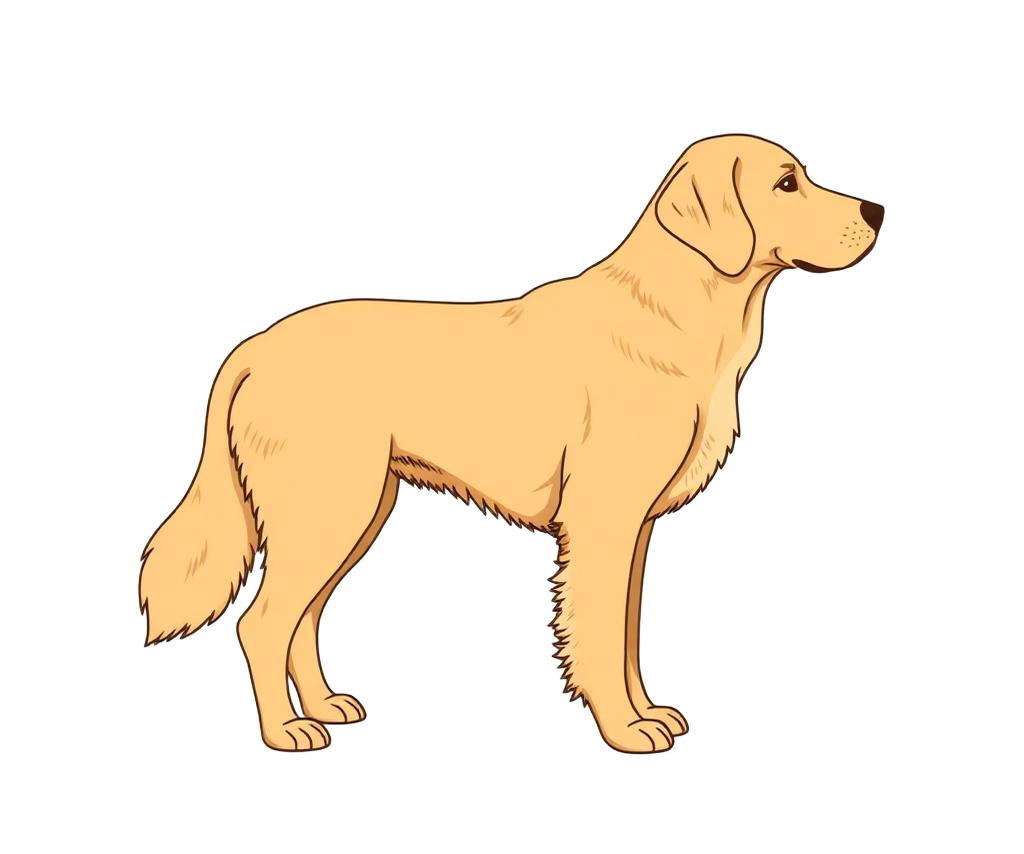 Illustration of a Golden coat