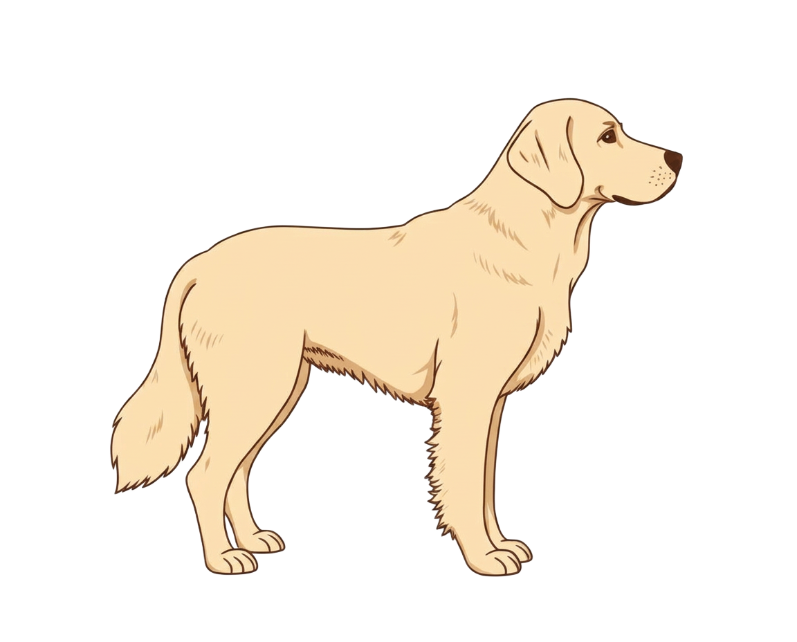 Illustration of a Light golden coat