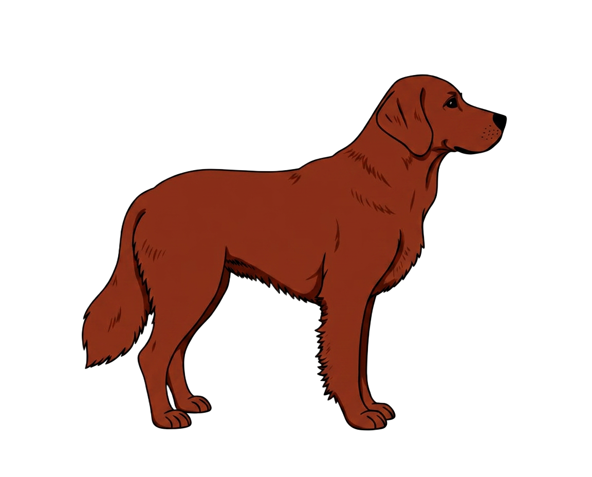 Illustration of a Red coat