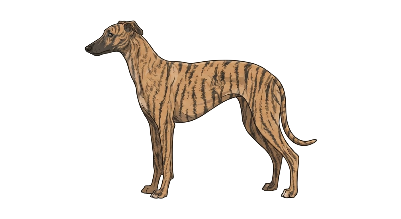 Illustration of a Brindle coat