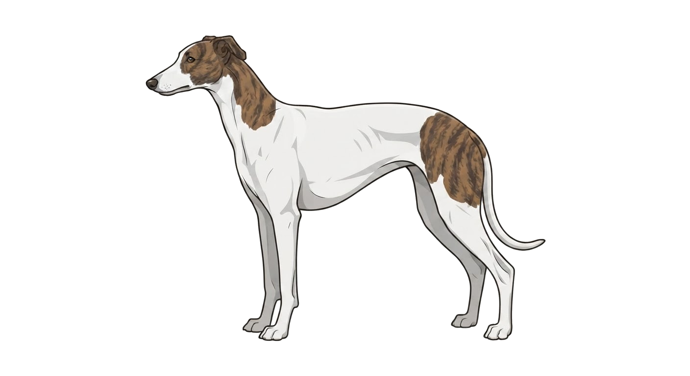 Illustration of a White with colour coat