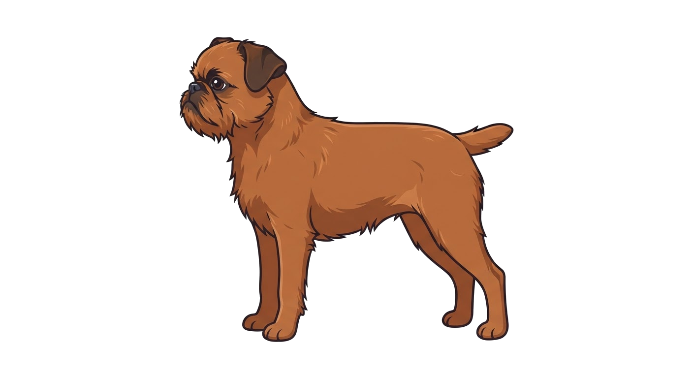 Side profile illustration of a Griffon Belge showing the points of the breed standard