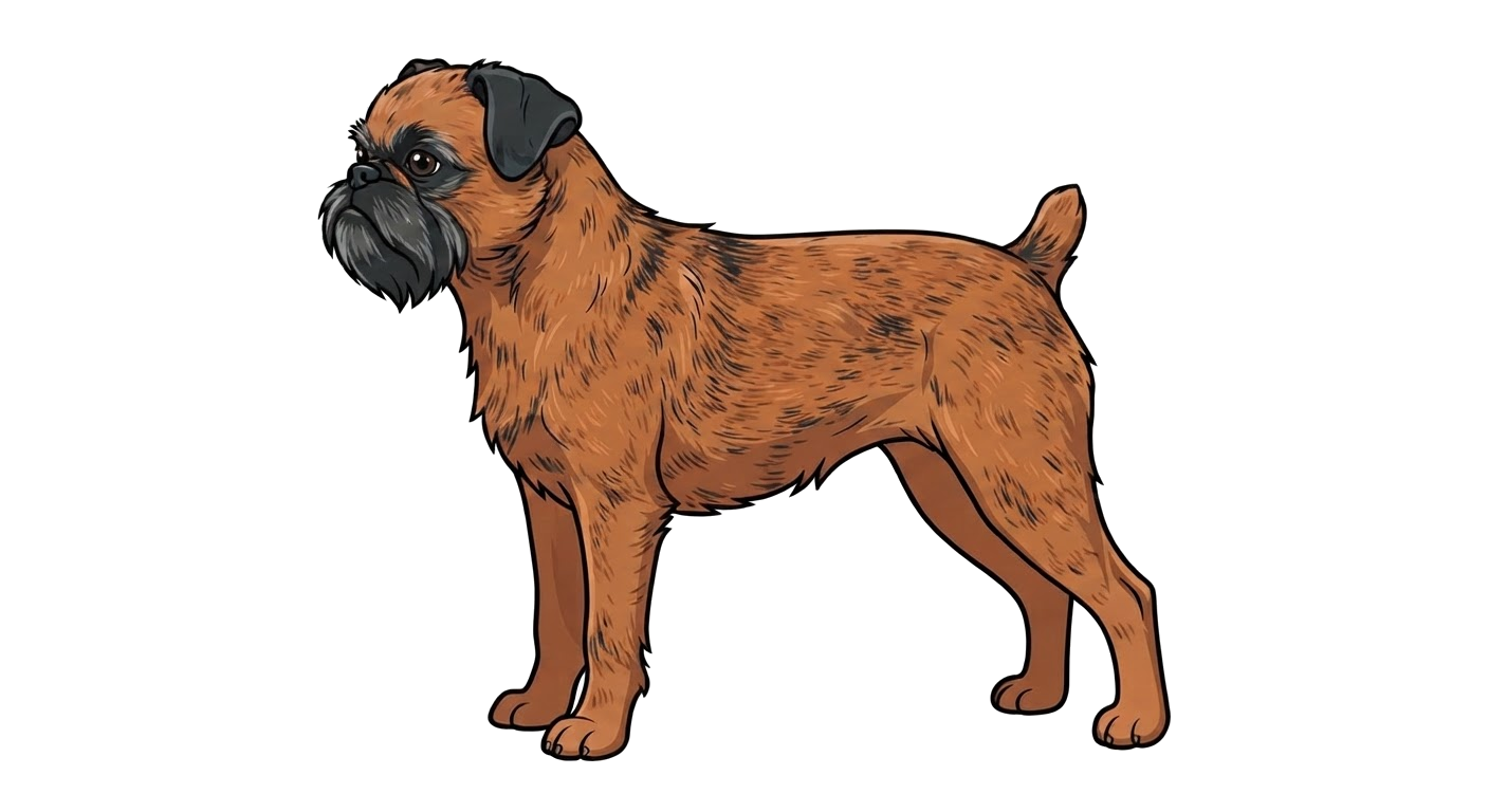 Illustration of a Belge (black and reddish-brown mix) coat