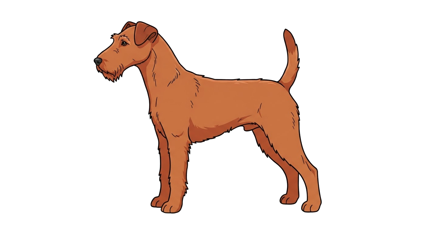 Side profile illustration of a Irish Terrier showing the points of the breed standard