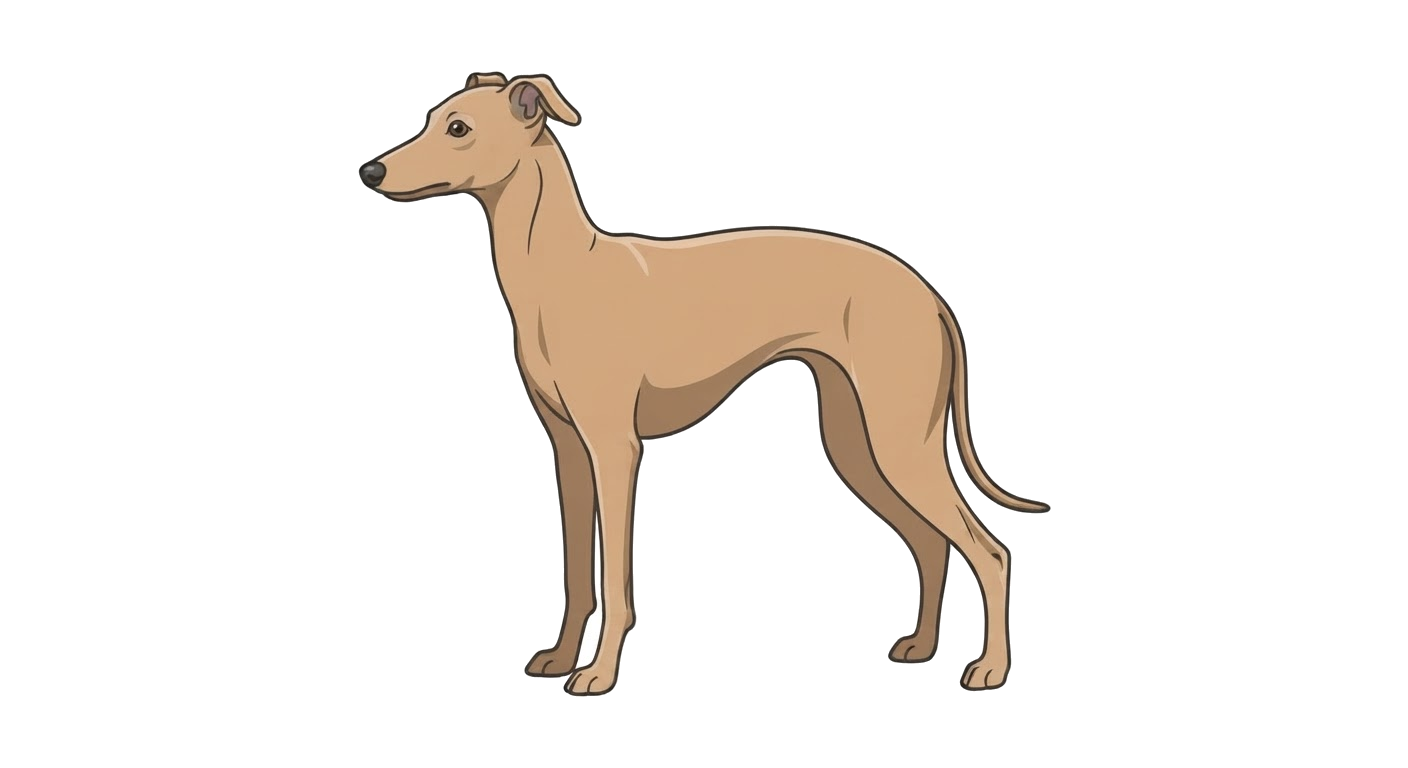 Illustration of a Fawn coat