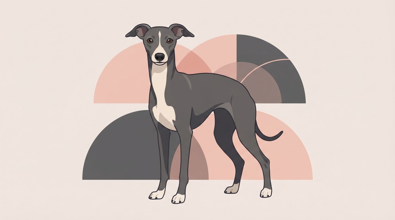 Flat vector illustration of a Italian Greyhound