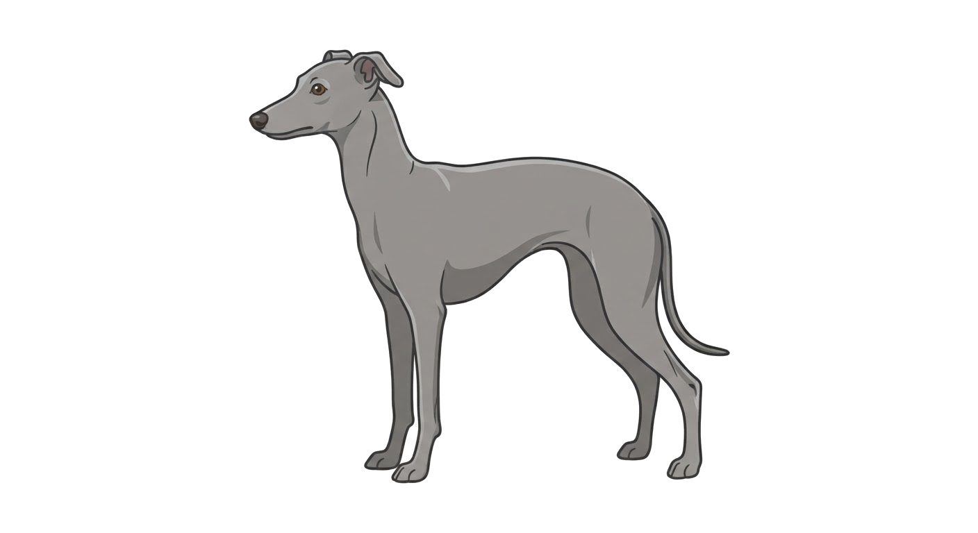 Side profile illustration of a Italian Greyhound showing the points of the breed standard