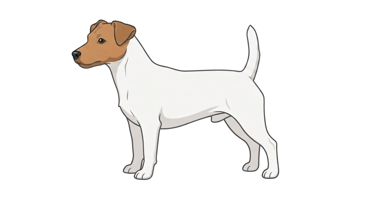 Illustration of a White with tan coat