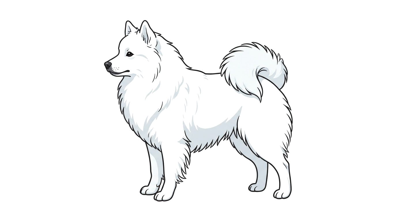 Side profile illustration of a Japanese Spitz showing the points of the breed standard