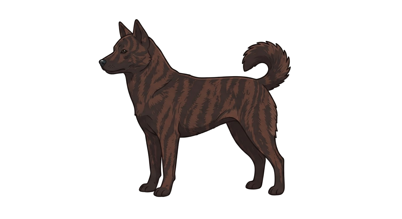 Side profile illustration of a Kai Ken showing the points of the breed standard