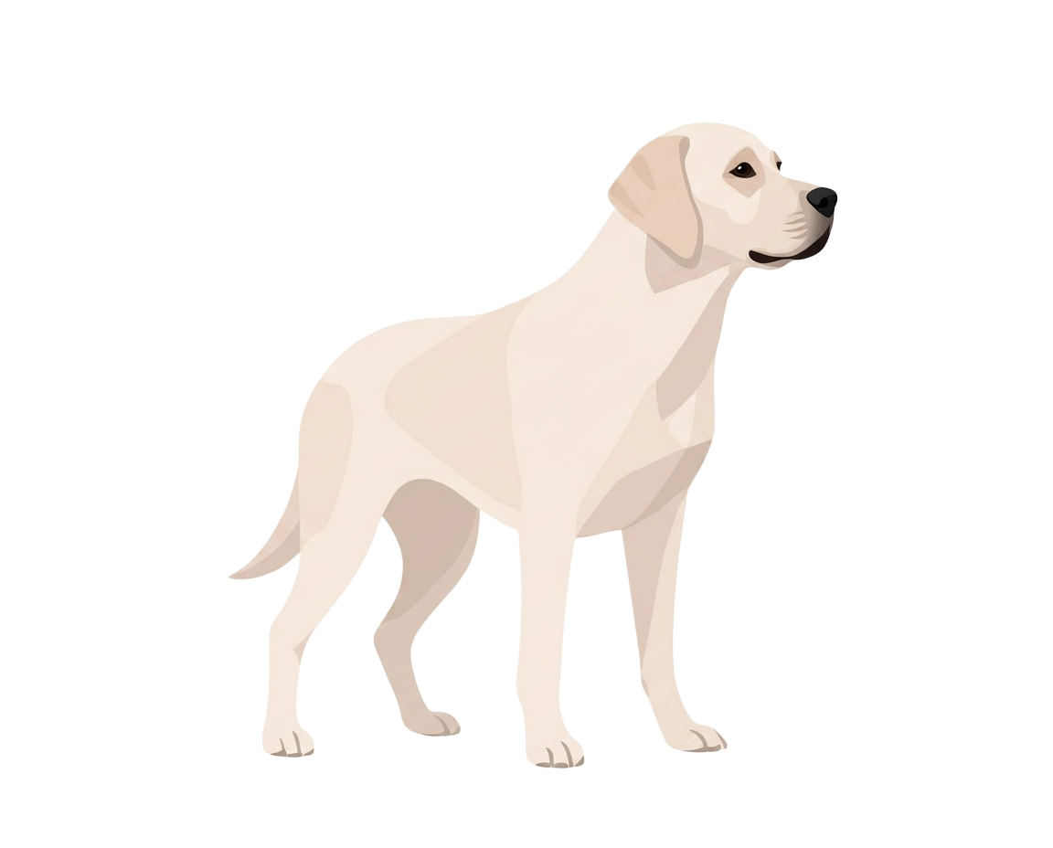 Illustration of a Champagne coat