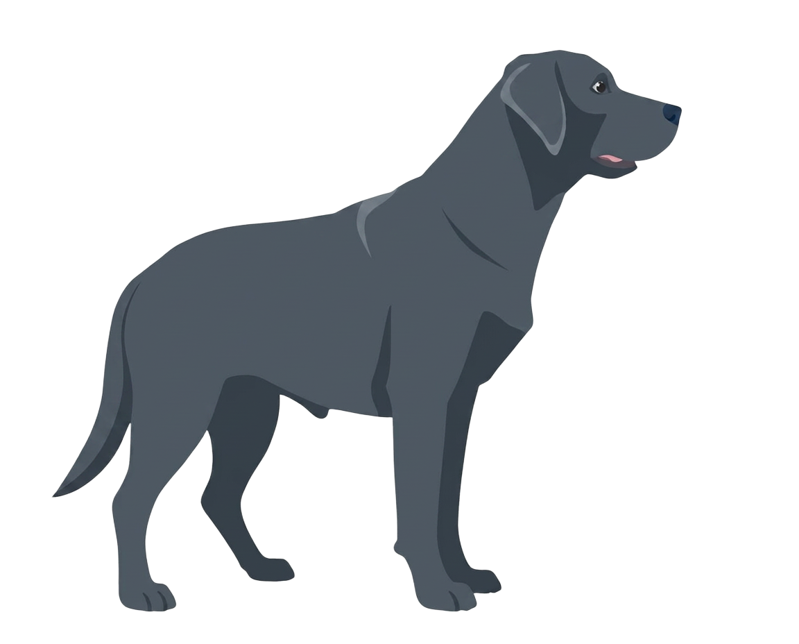 Illustration of a Charcoal coat