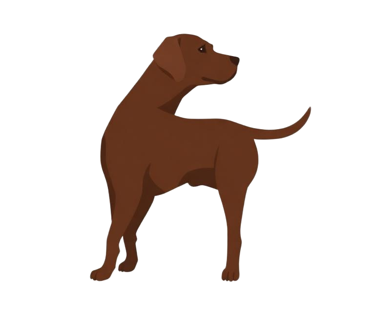 Illustration of a Chocolate coat