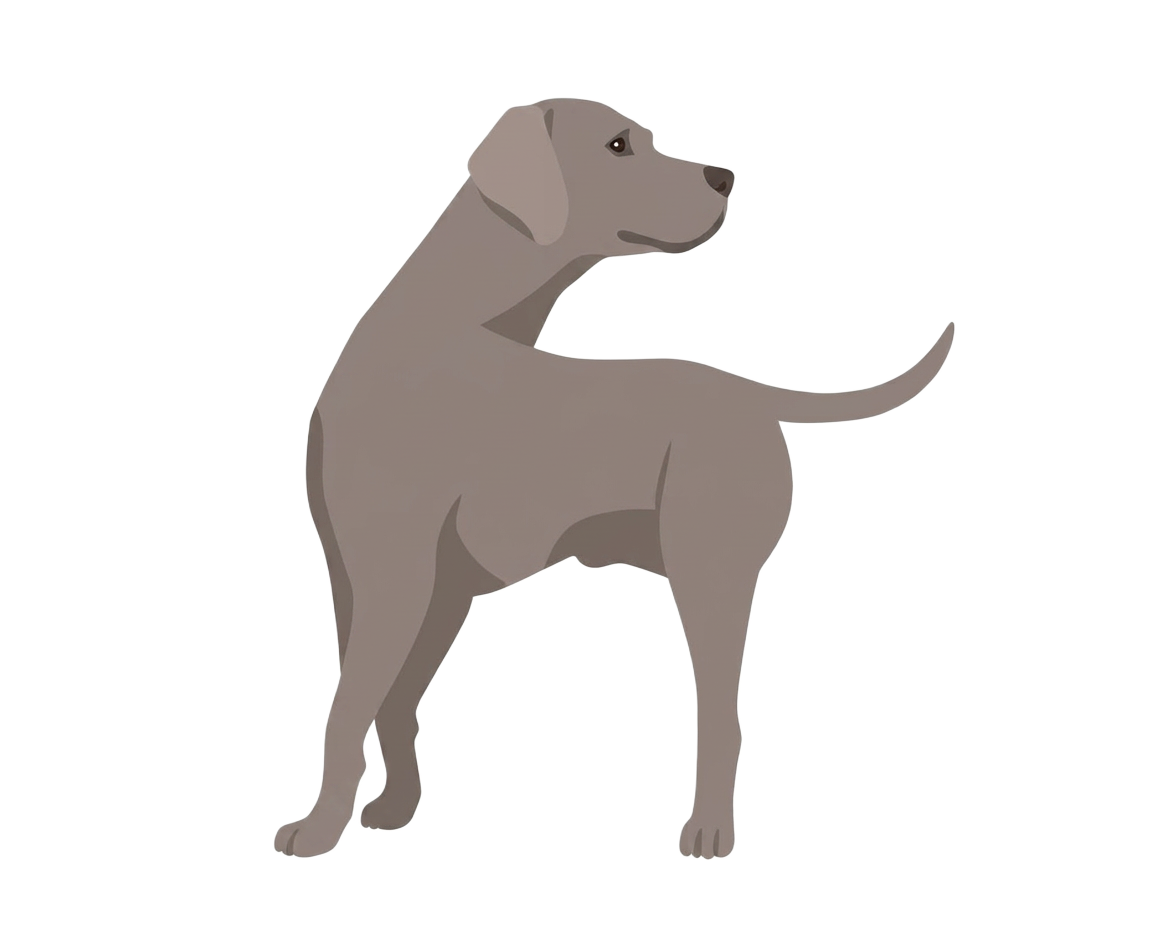Illustration of a Silver coat