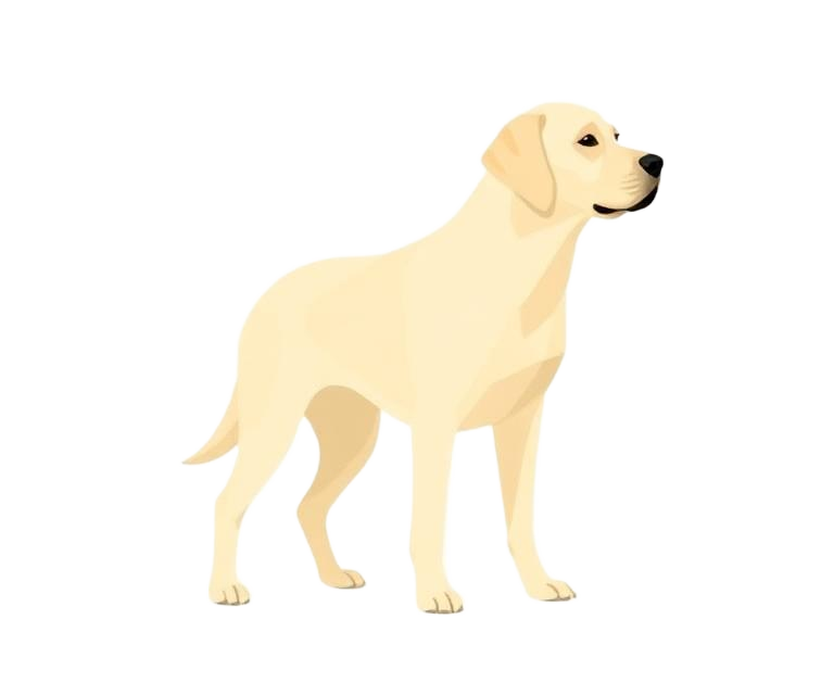 Illustration of a Yellow coat