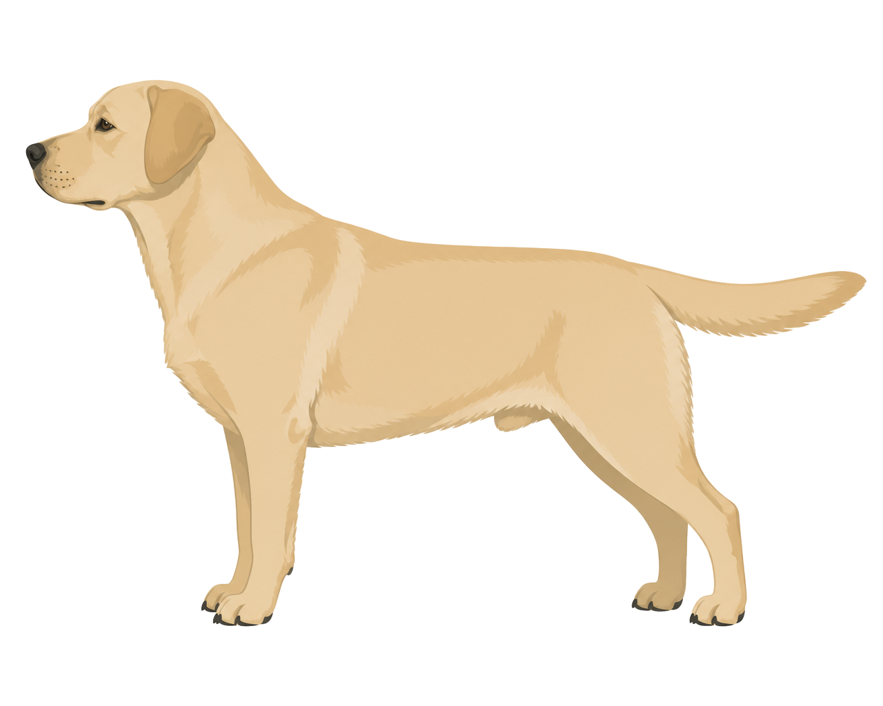 Side profile illustration of a Labrador Retriever showing the points of the breed standard