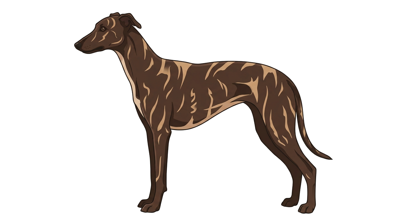 Illustration of a Brindle coat