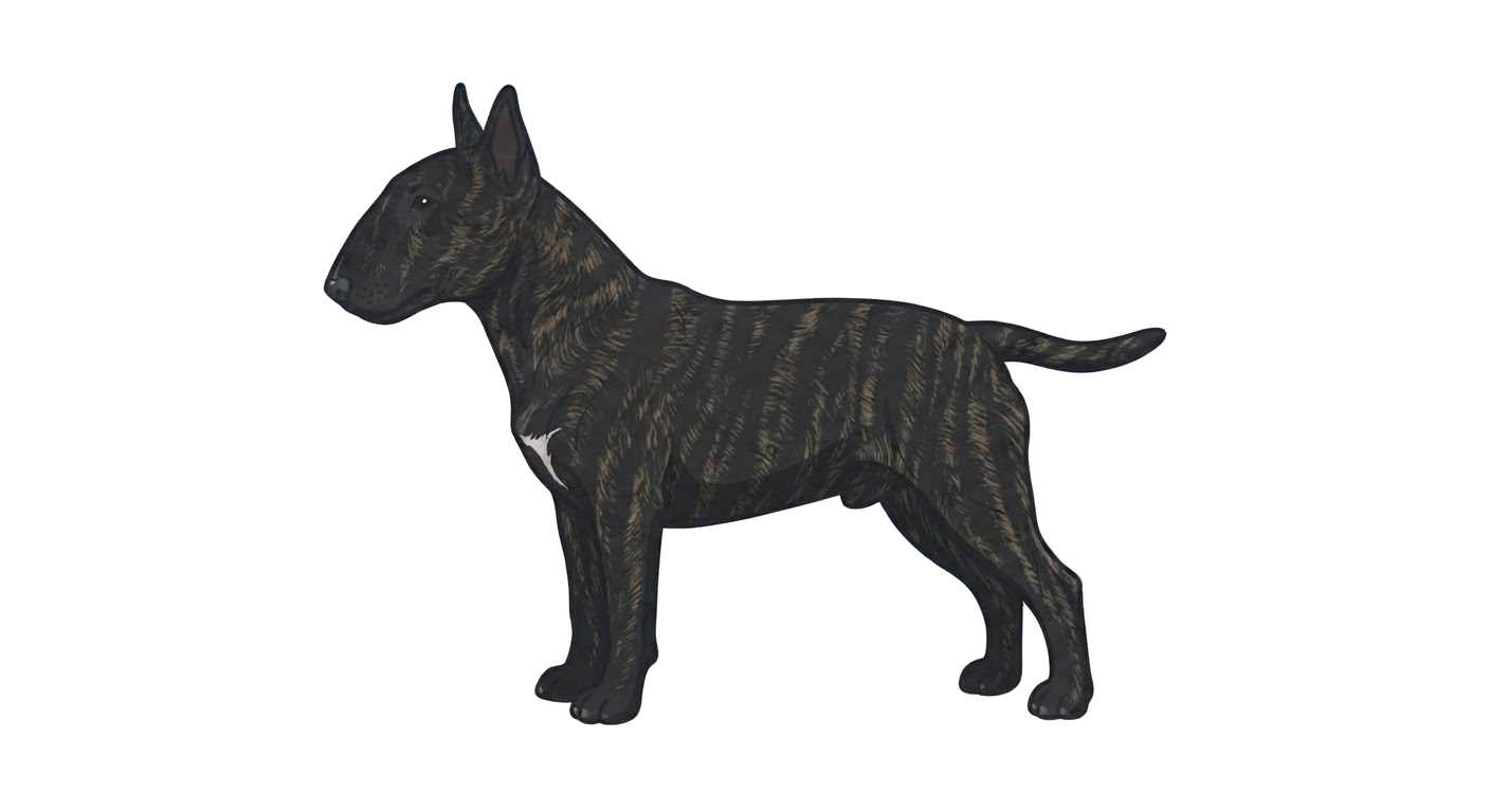 Illustration of a Black Brindle coat