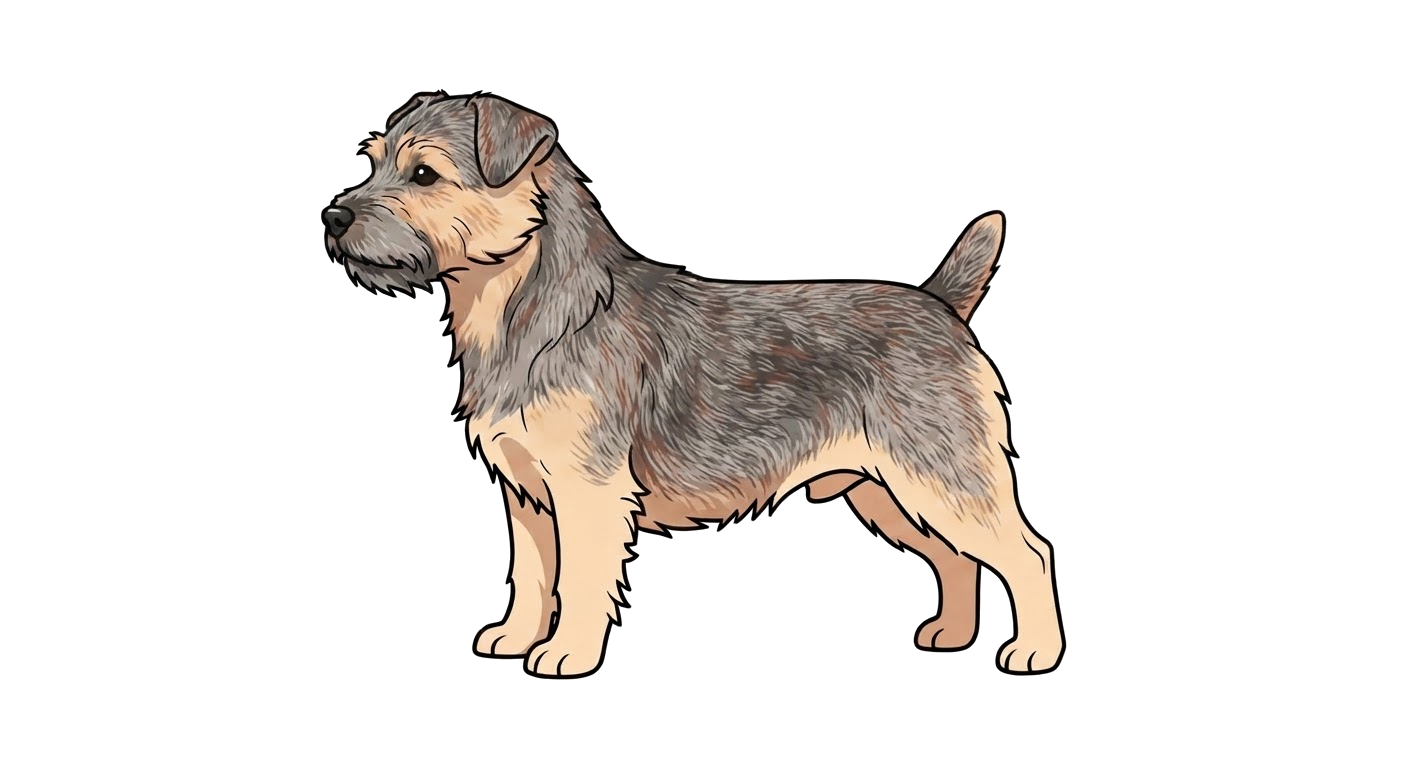 Illustration of a Grizzle coat