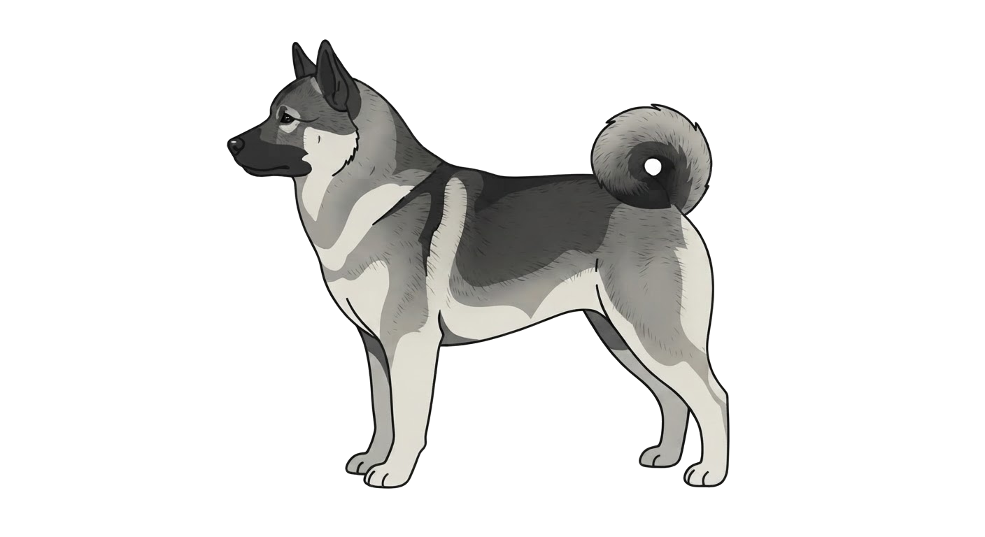 Illustration of a Black-tipped grey coat