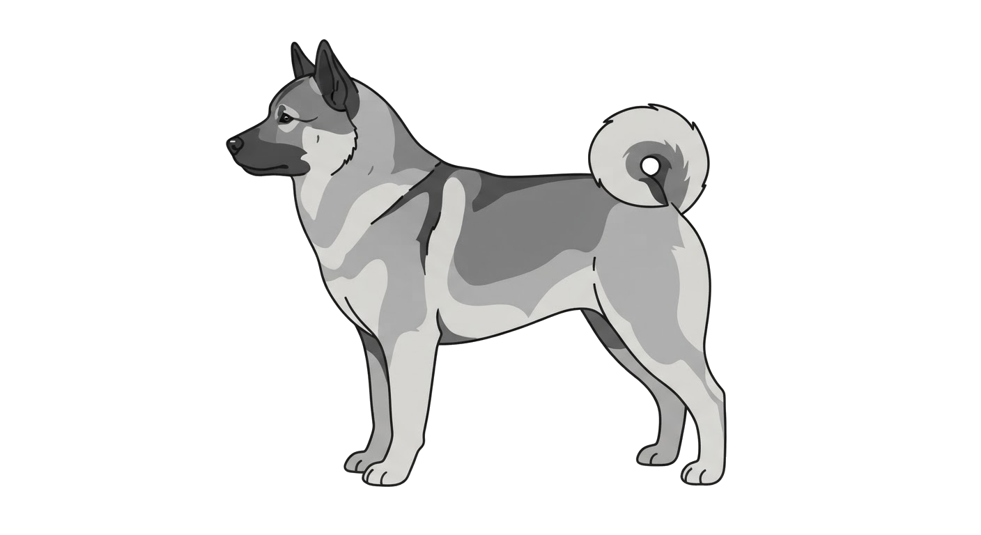 Side profile illustration of a Norwegian Elkhound showing the points of the breed standard